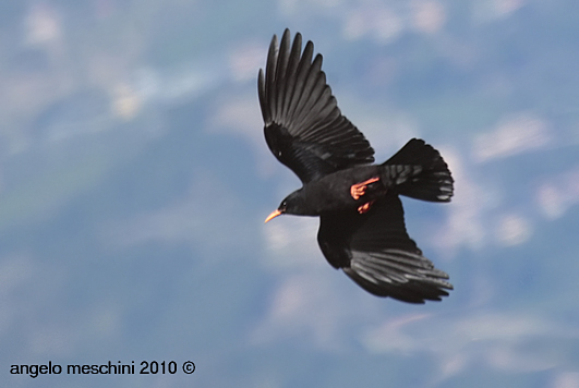 Gracchio corallino - Pyrrhocorax pyrrhocorax giovane.